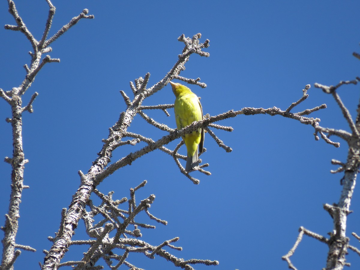 Western Tanager - Bryant Olsen