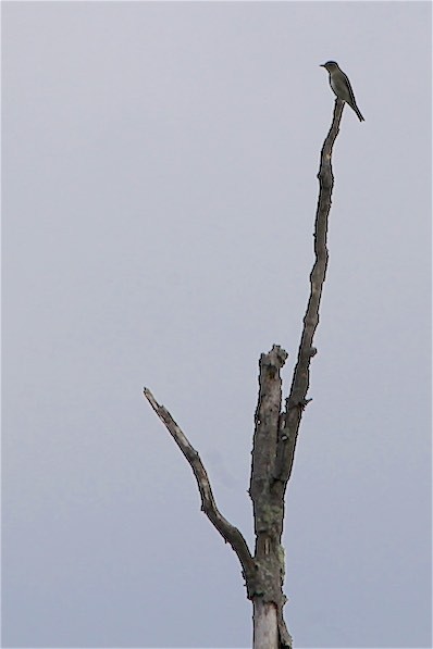 Olive-sided Flycatcher - ML173457131