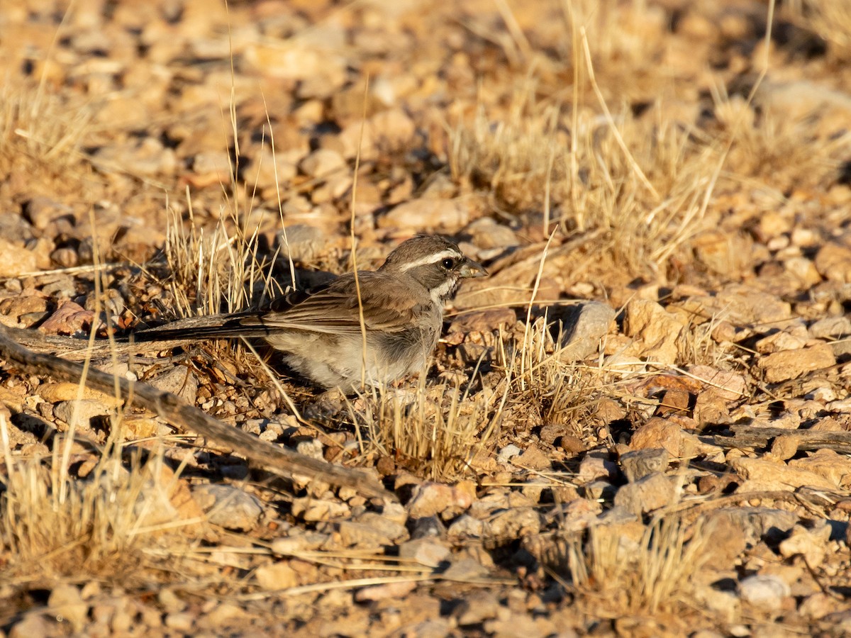 Black-throated Sparrow - Bruce Aird