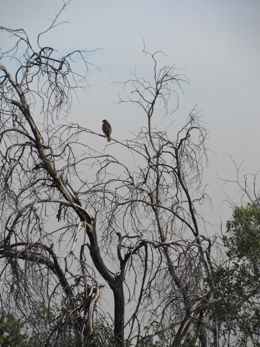 Harris's Hawk - ML173461041