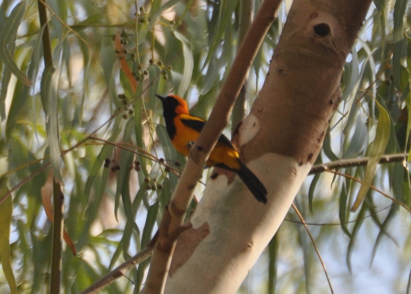 Orange-crowned Oriole - ML173464931