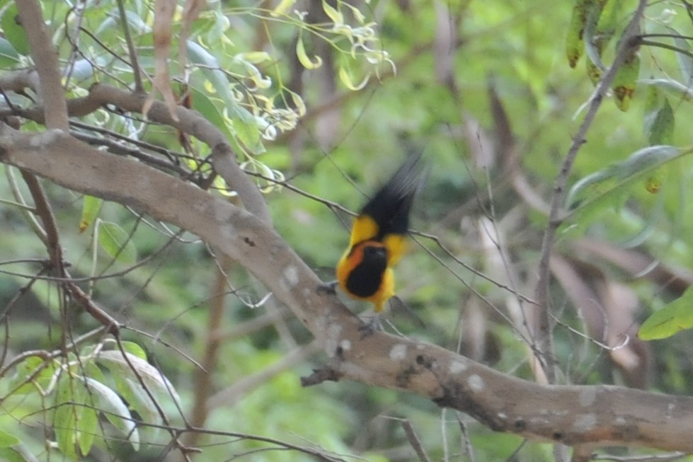 Orange-crowned Oriole - ML173464941