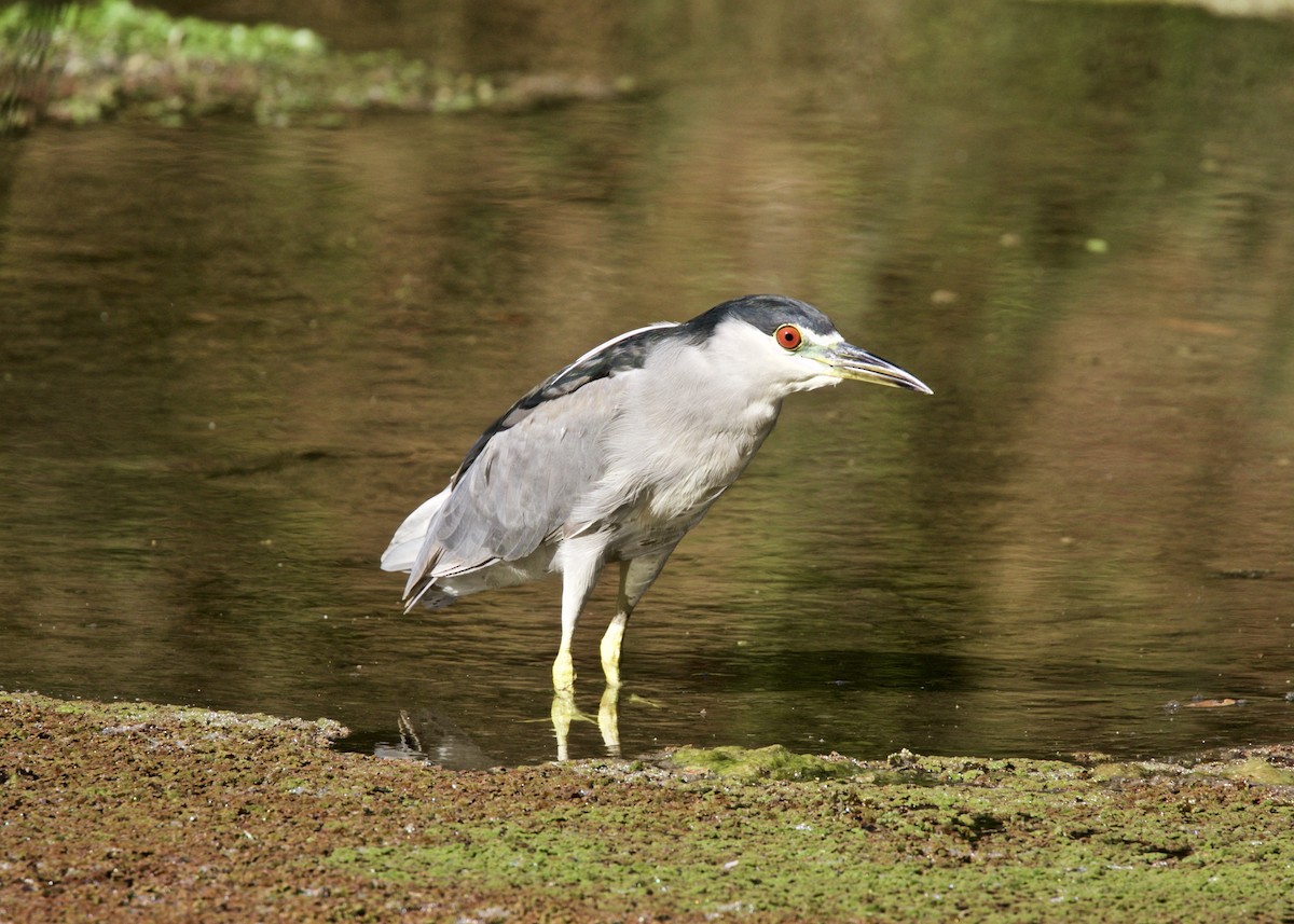 Black-crowned Night Heron - ML173465931