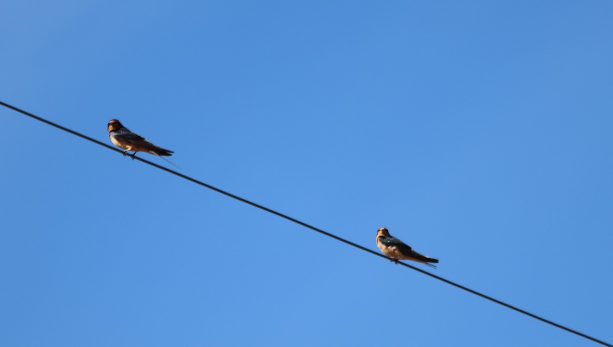 Barn Swallow - ML173466681