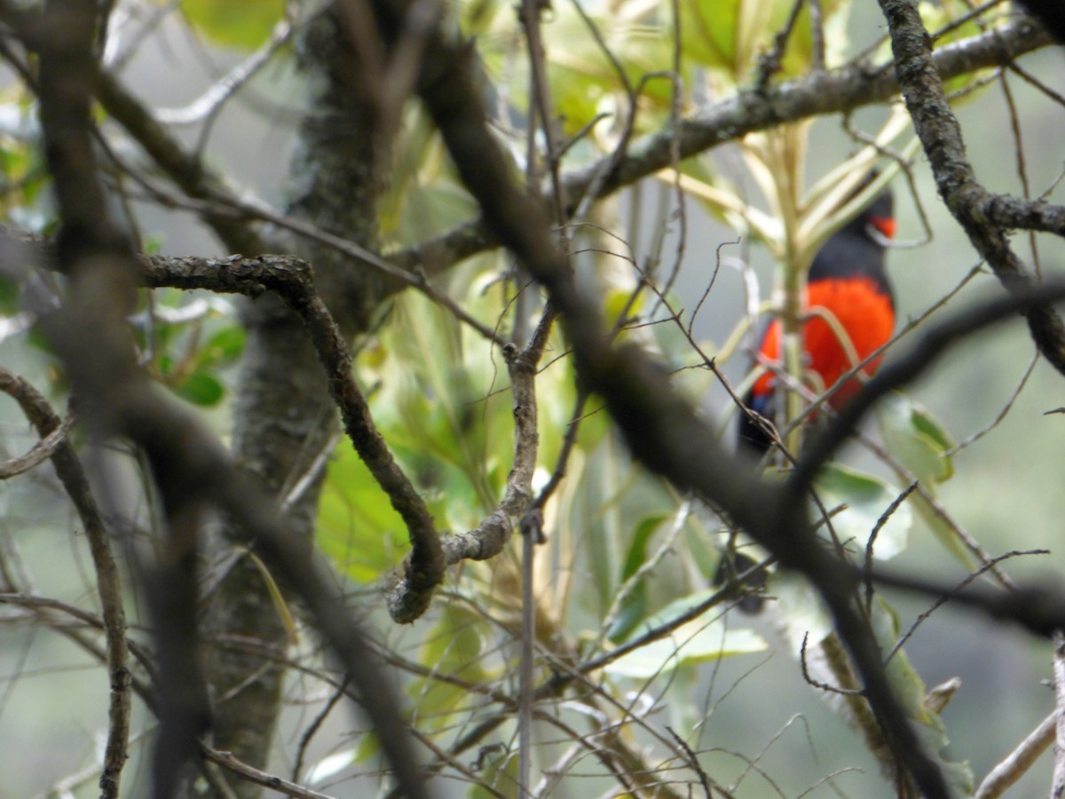 Scarlet-bellied Mountain Tanager - ML173467361