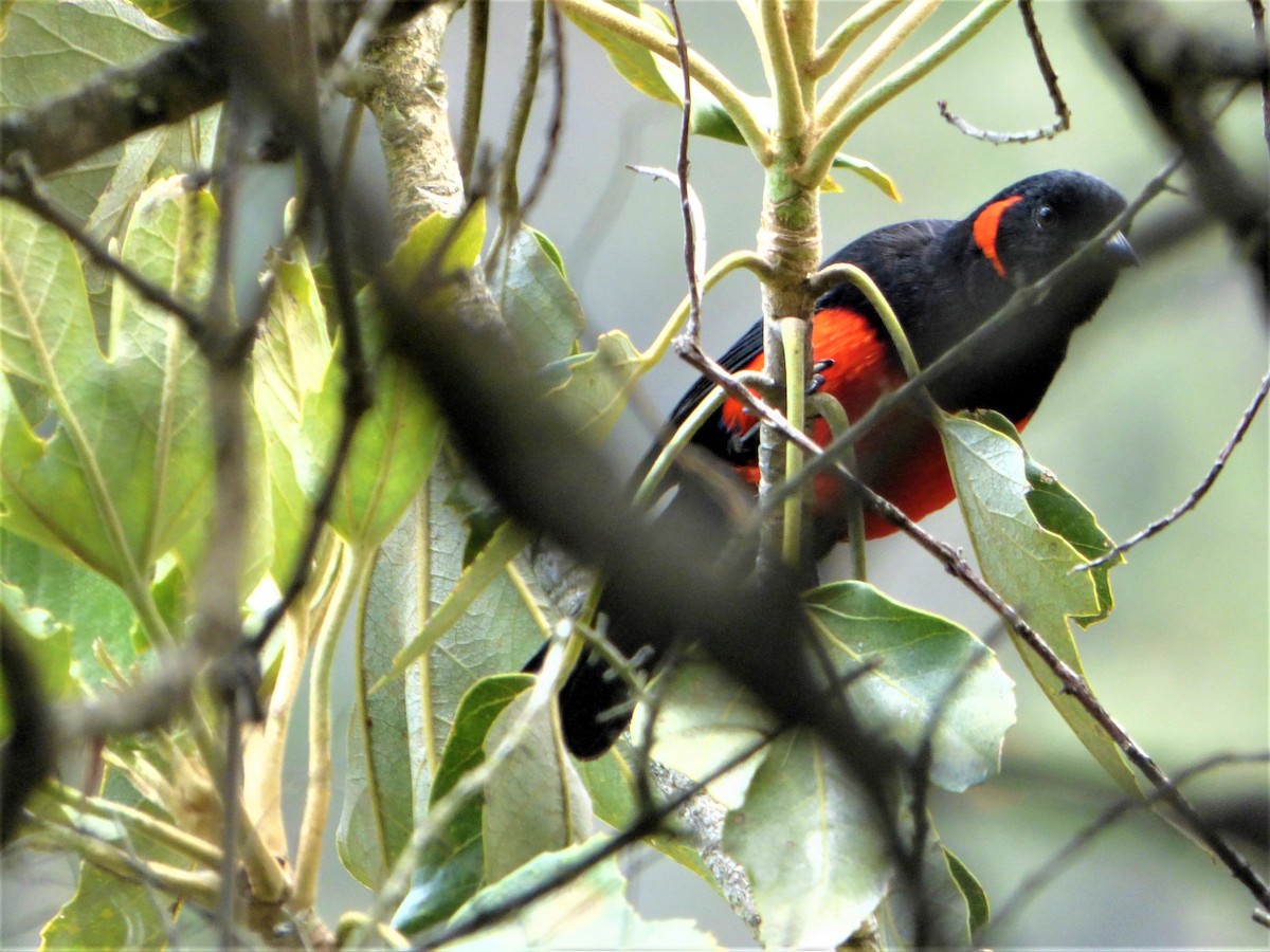 Scarlet-bellied Mountain Tanager - ML173467471