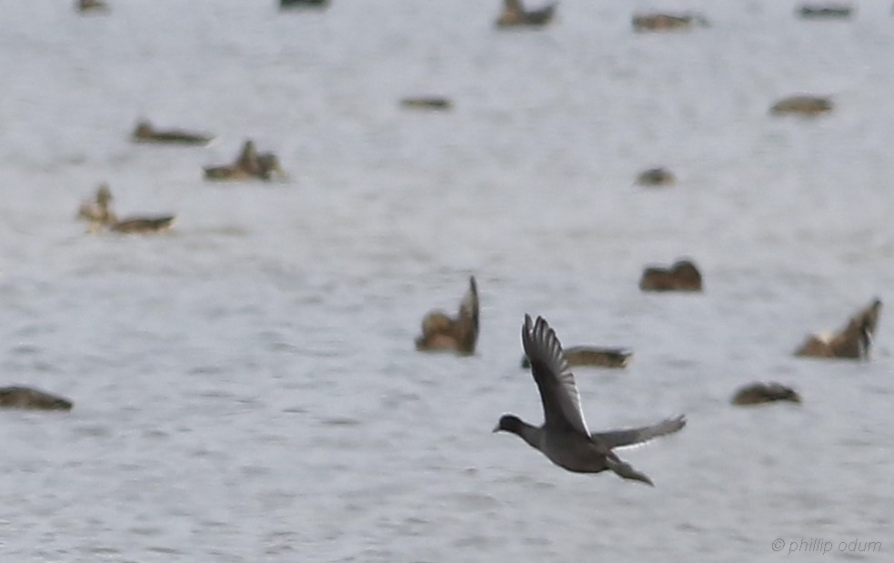 American Coot - ML173471881