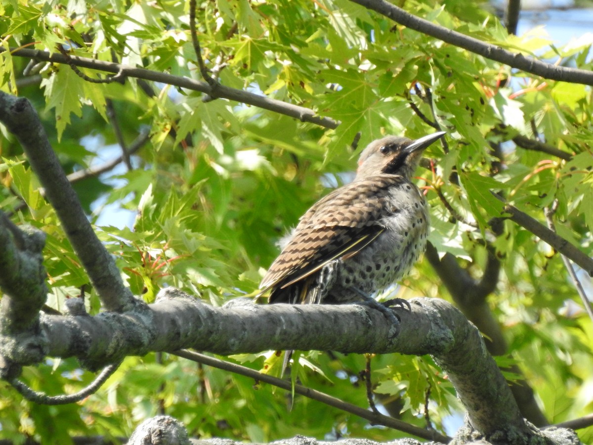 Northern Flicker (Yellow-shafted) - ML173472021