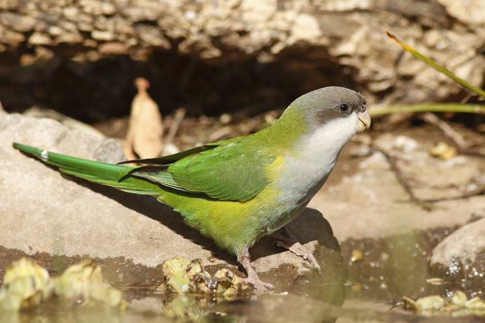 Gray-hooded Parakeet - ML173472581