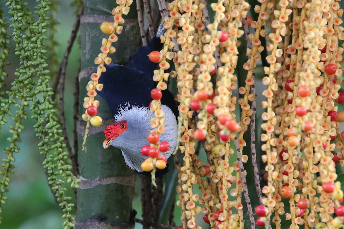 Seychelles Blue-Pigeon - ML173472631