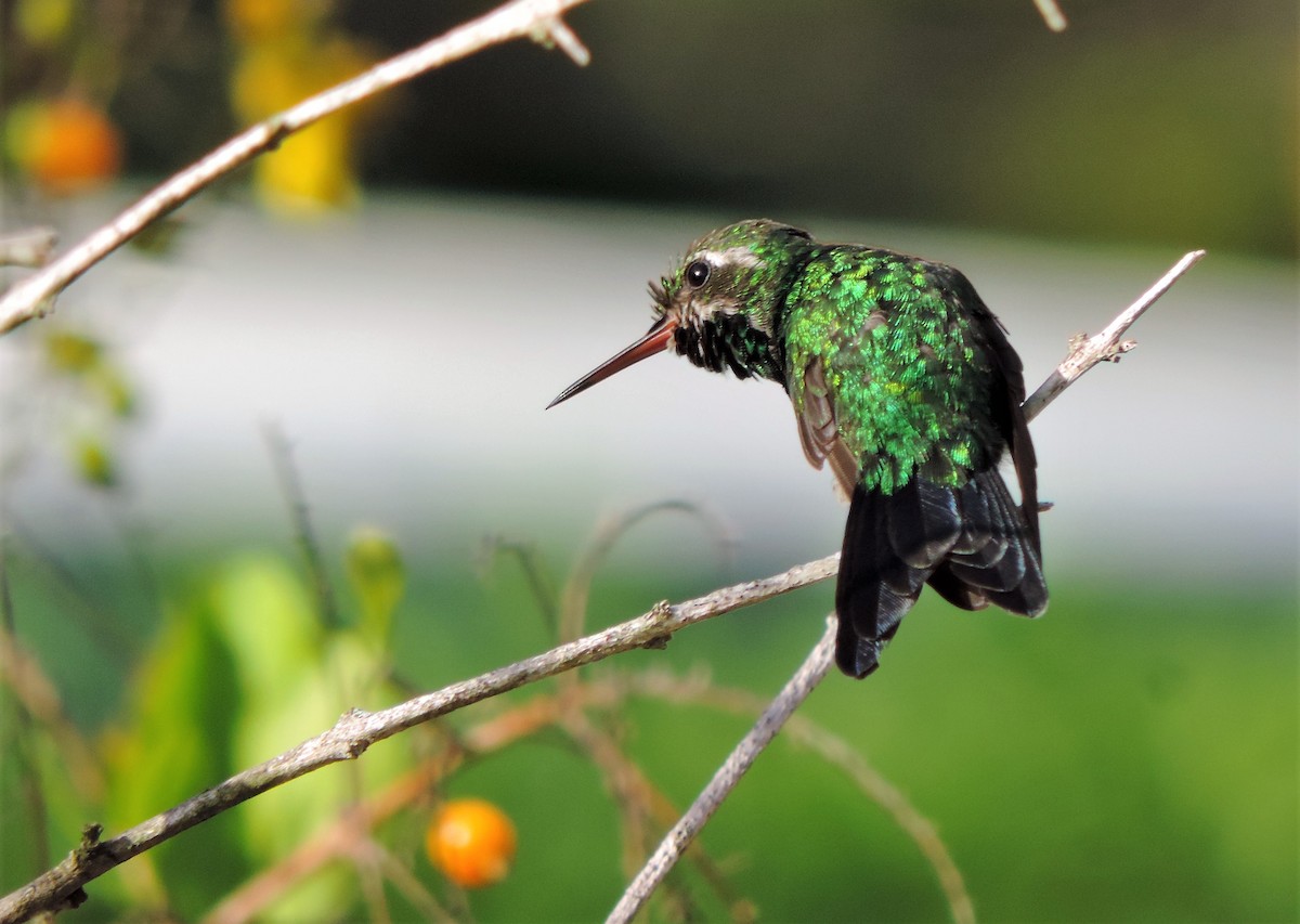 Canivet's Emerald - ML173473291