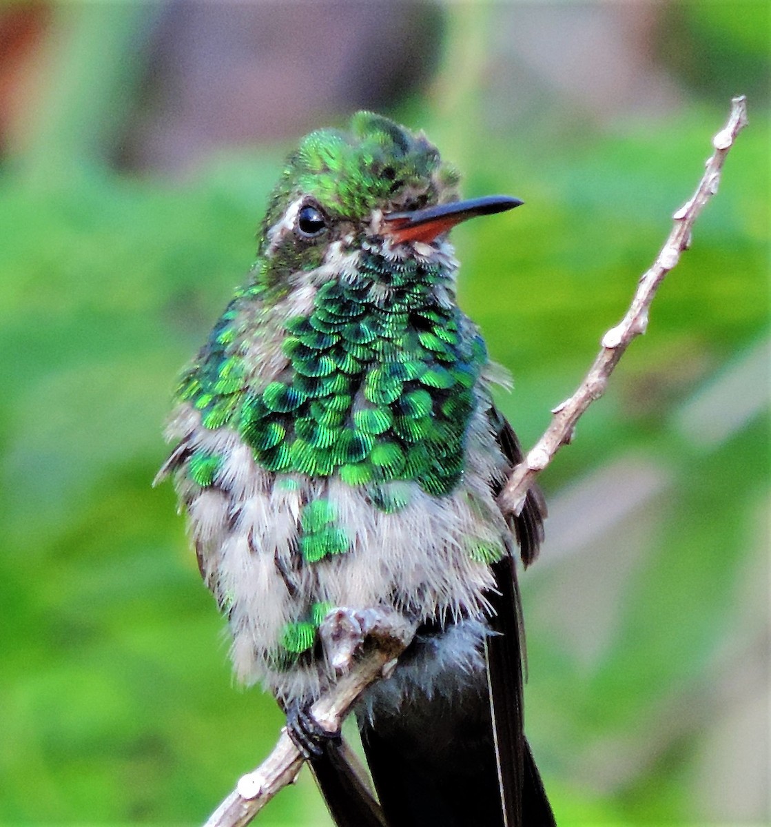 Canivet's Emerald - ML173473411