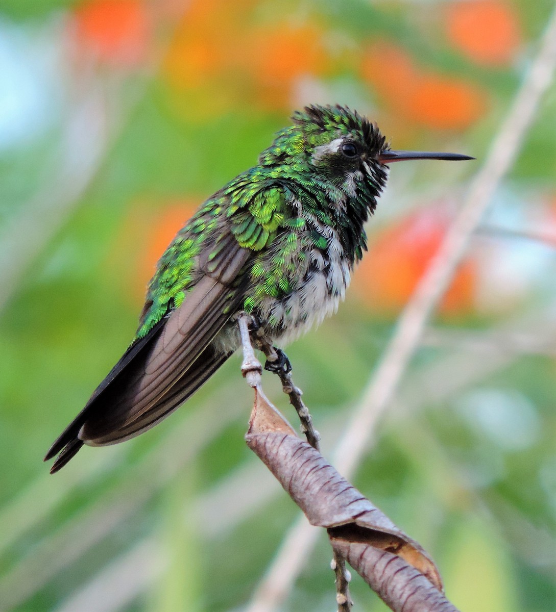 Canivet's Emerald - Jes Christian Bech