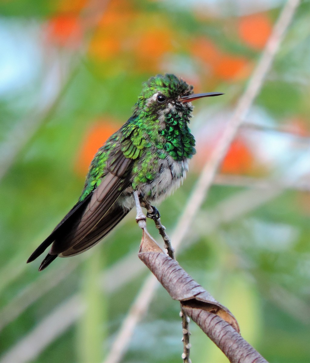 Canivet's Emerald - ML173473841