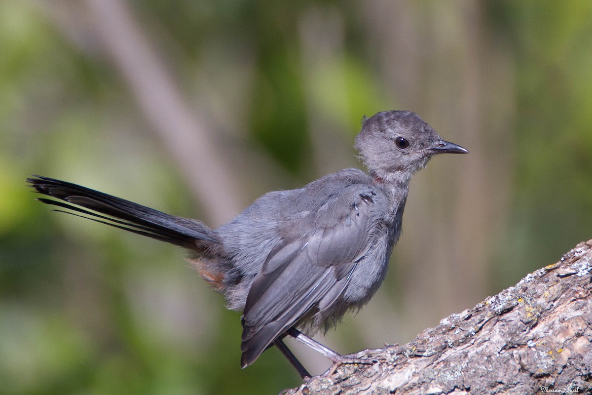 Gray Catbird - ML173474831