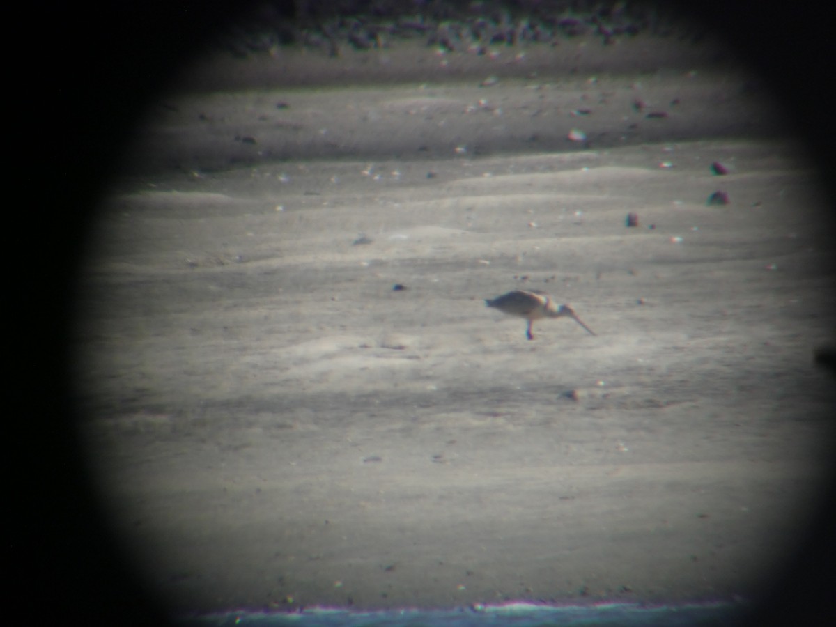 Marbled Godwit - ML173475021