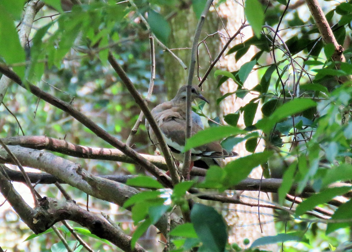 White-winged Dove - ML173475431