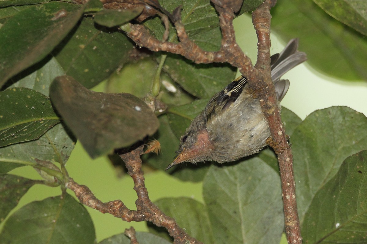 Madeira Firecrest - ML173477051