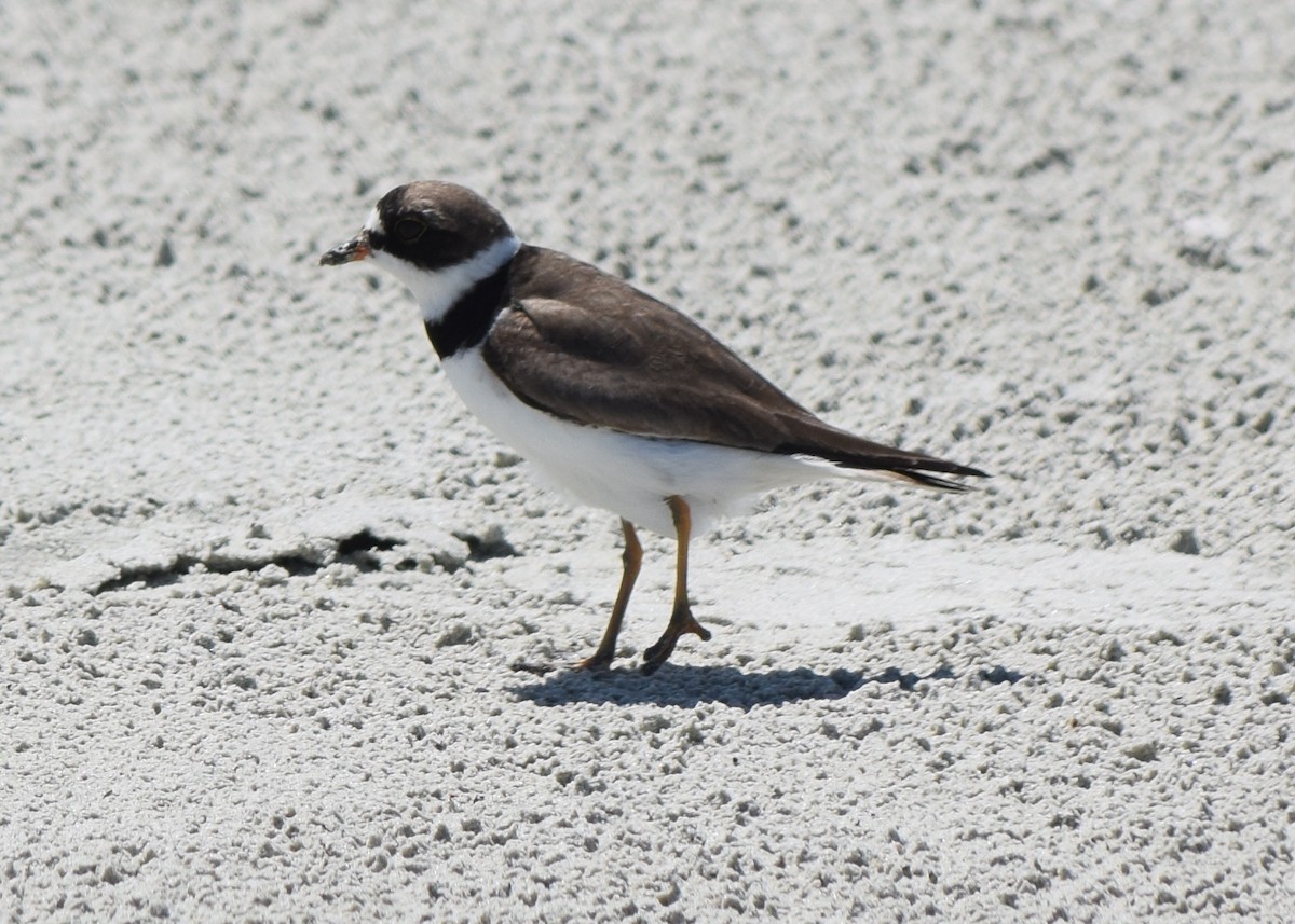 Semipalmated Plover - ML173477071