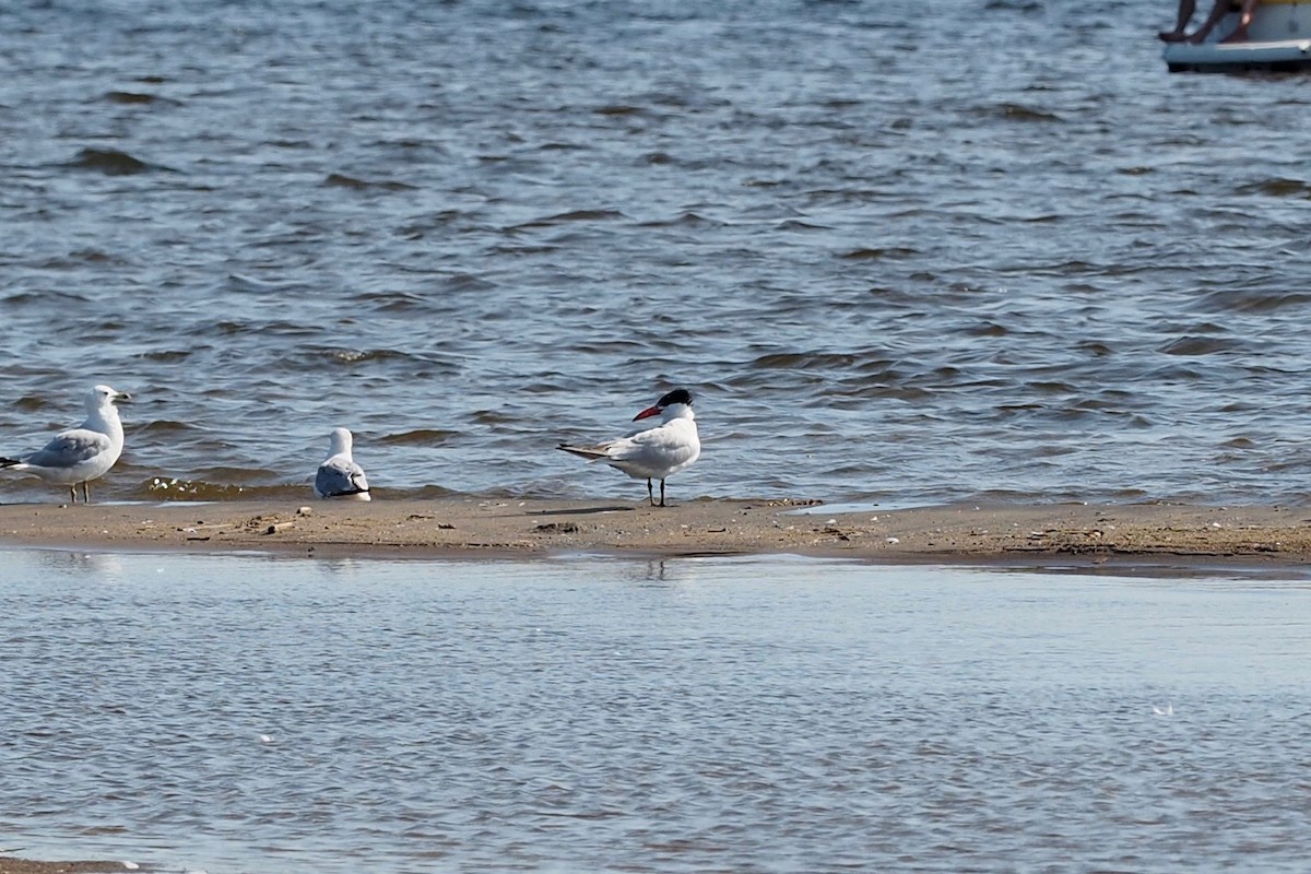 Caspian Tern - ML173481541