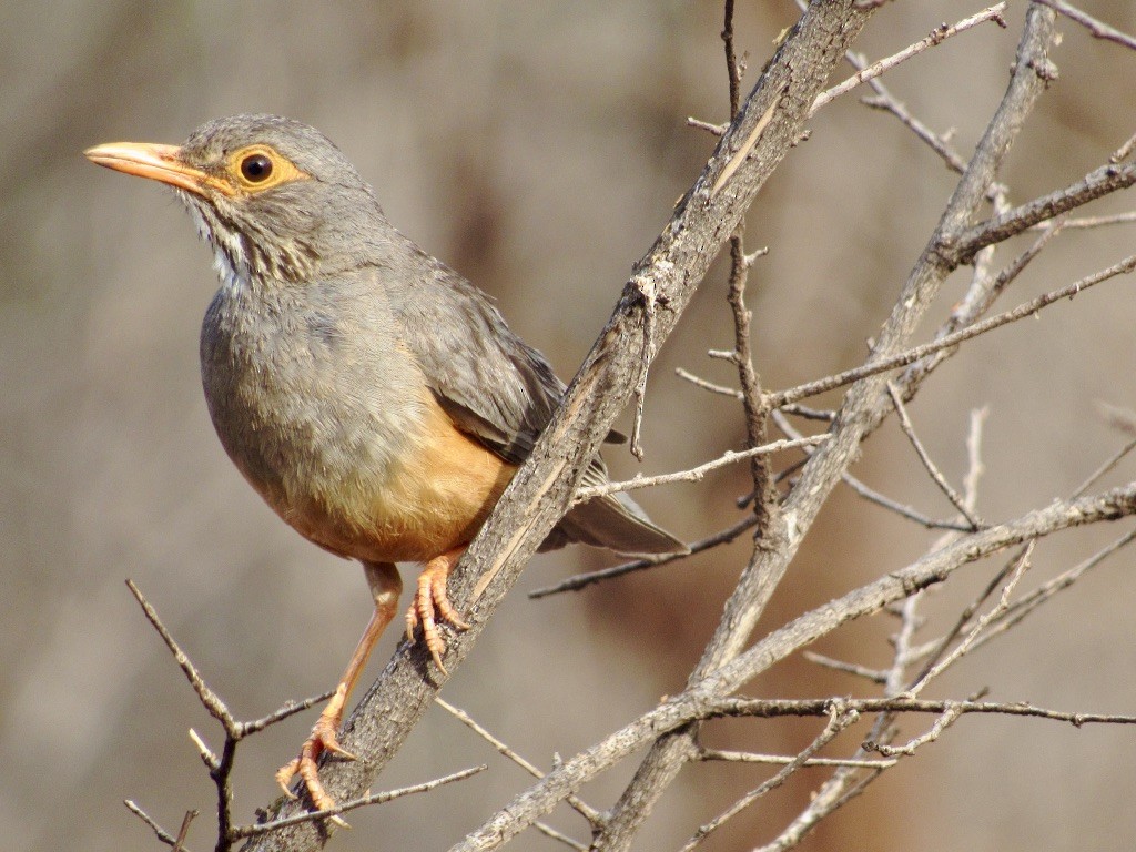 African Bare-eyed Thrush - Emily Ford