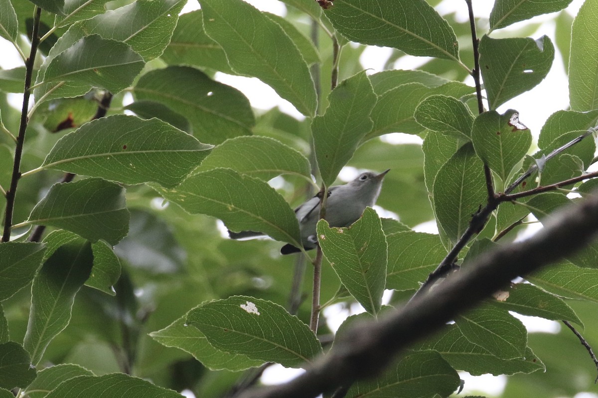 Blue-gray Gnatcatcher - ML173484281