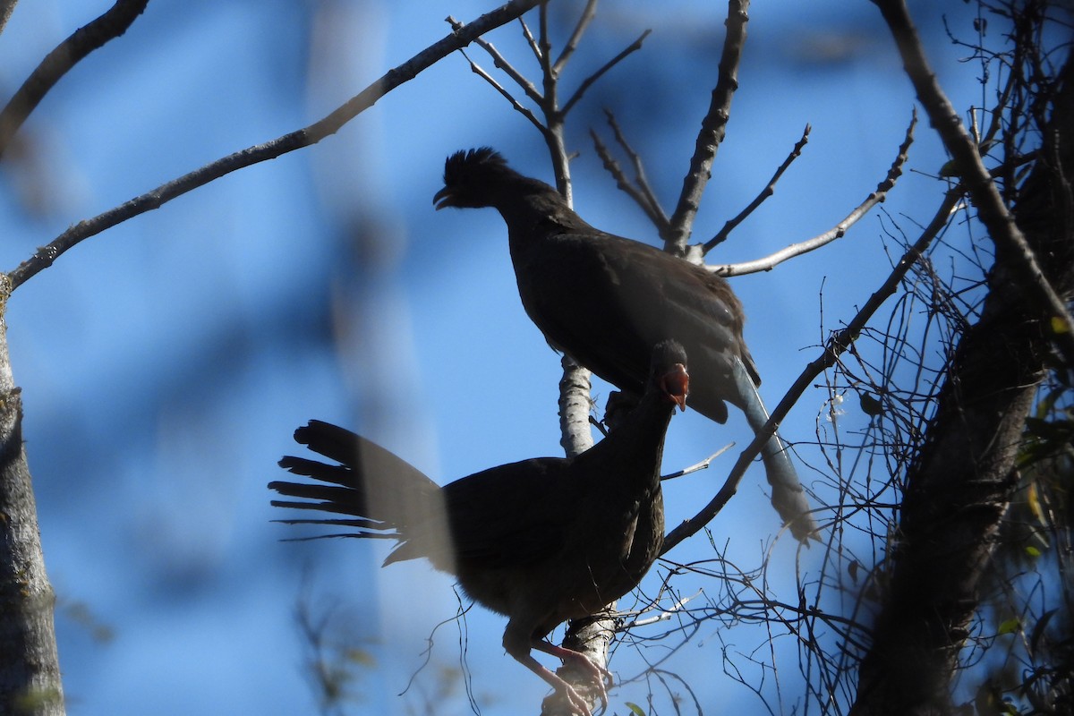 Chaco Chachalaca - Ricardo Battistino