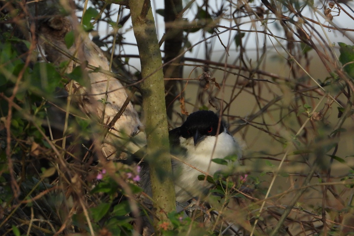 Great Antshrike - ML173485901