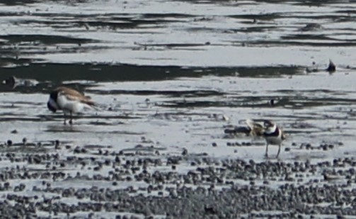 Semipalmated Plover - ML173487391