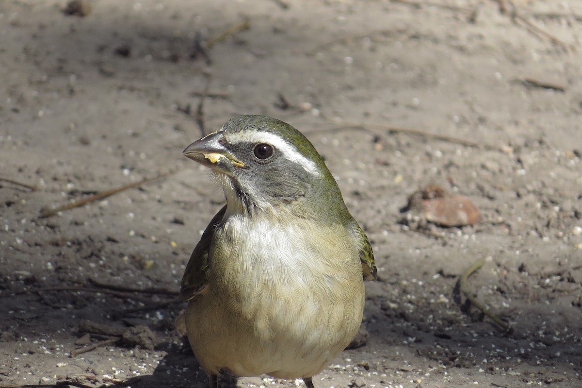 Green-winged Saltator - ML173487431