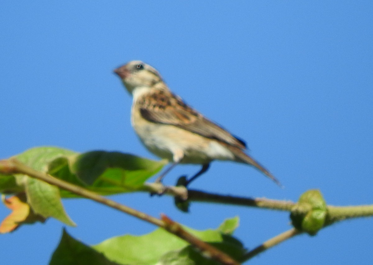 Pin-tailed Whydah - Cristina Hartshorn