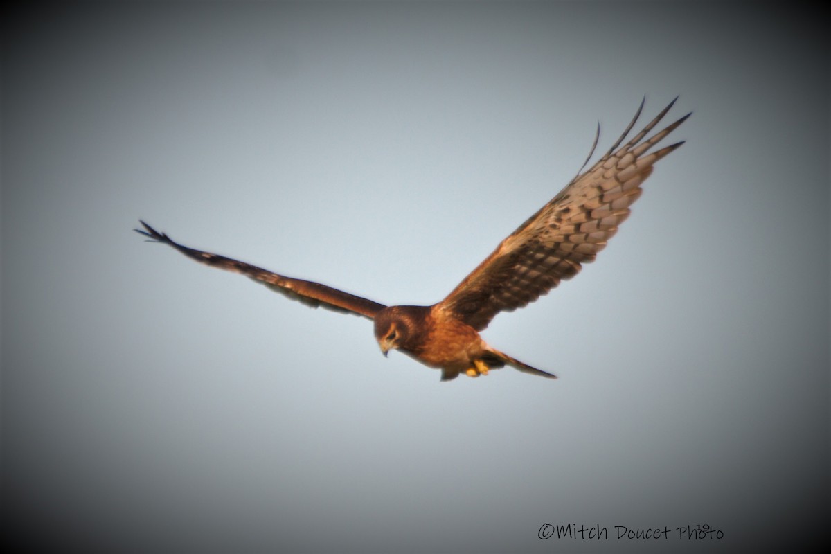 Northern Harrier - Mitch (Michel) Doucet