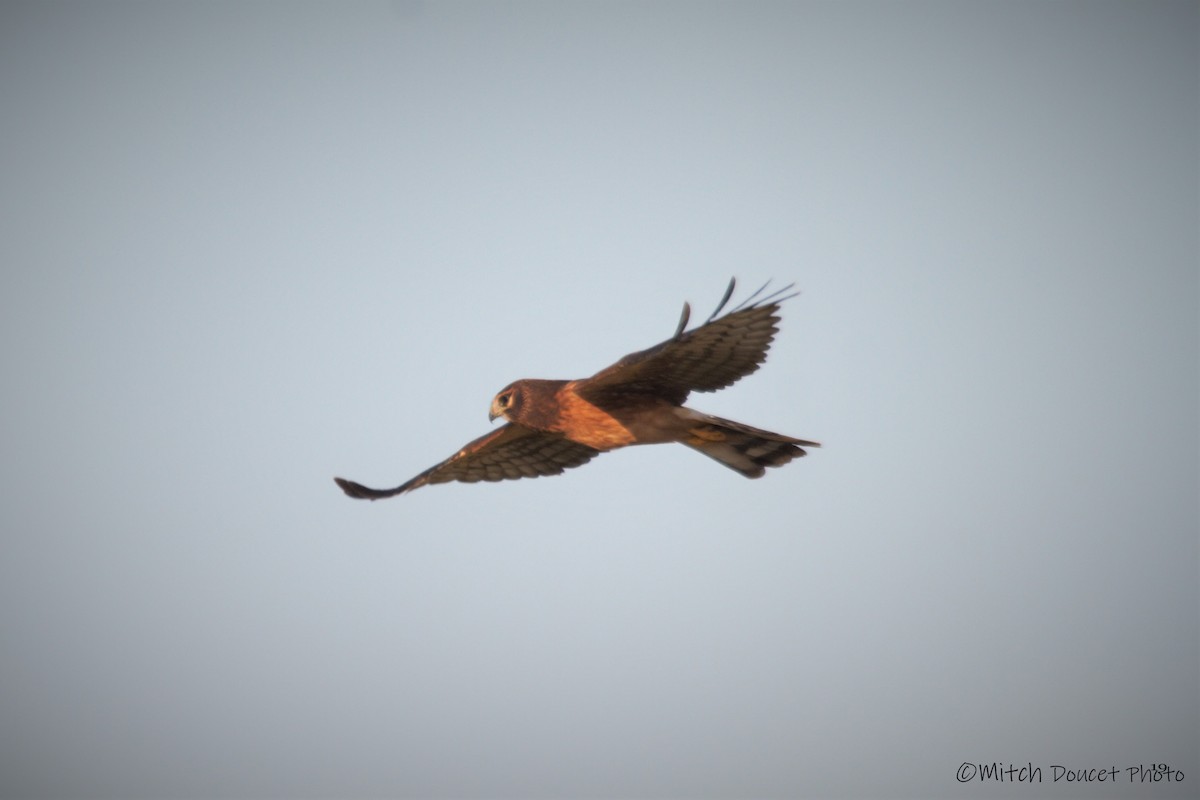 Northern Harrier - ML173489731