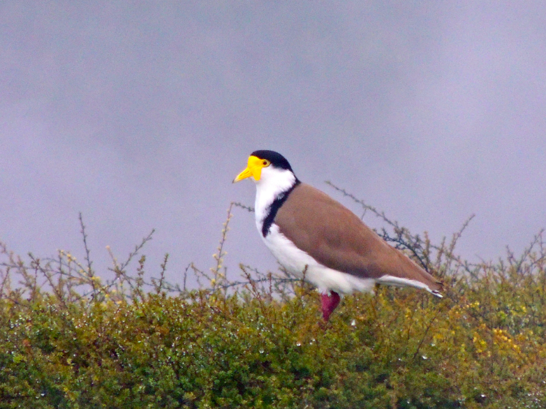 Masked Lapwing - ML173490671