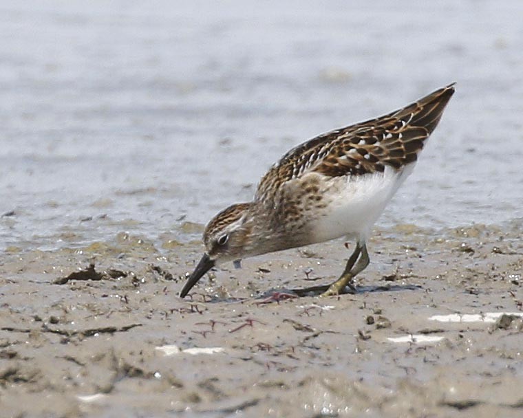 Least Sandpiper - ML173495751