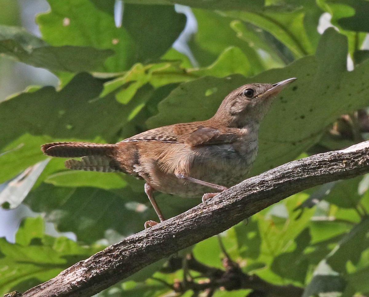 House Wren (Northern) - ML173496501