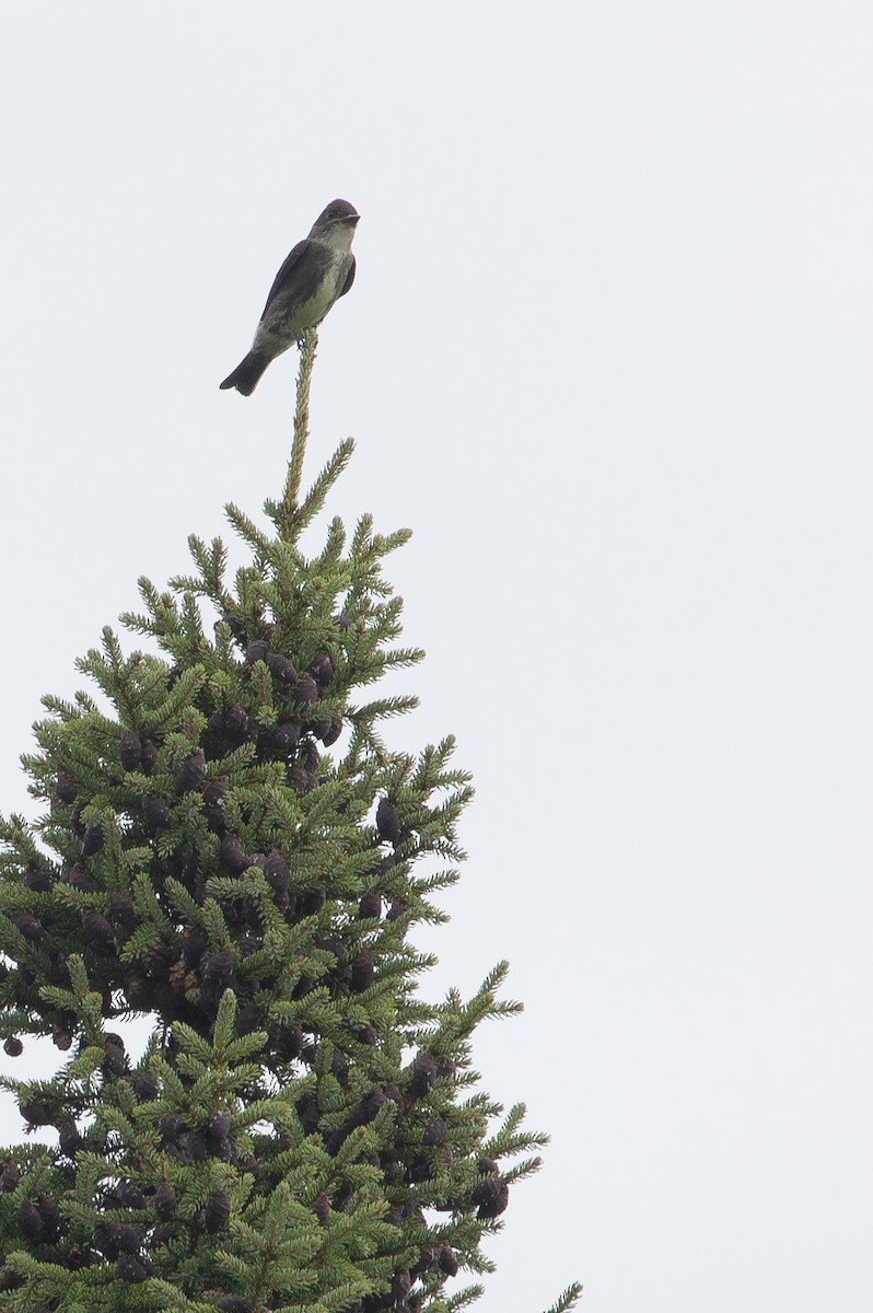 Olive-sided Flycatcher - ML173496581