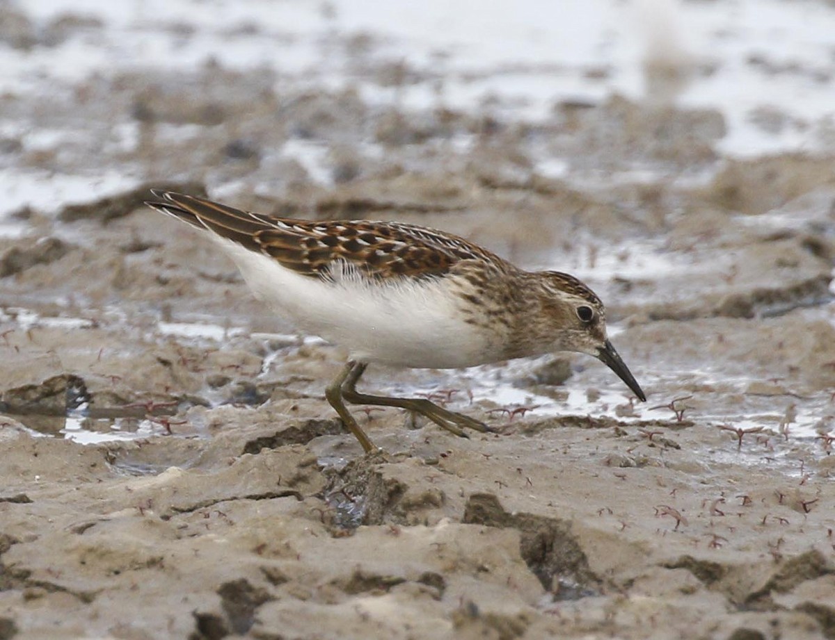 Least Sandpiper - ML173496711