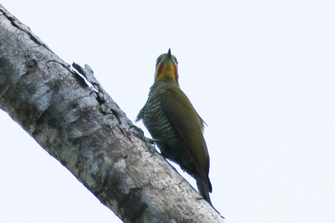 White-browed Woodpecker - ML173496871