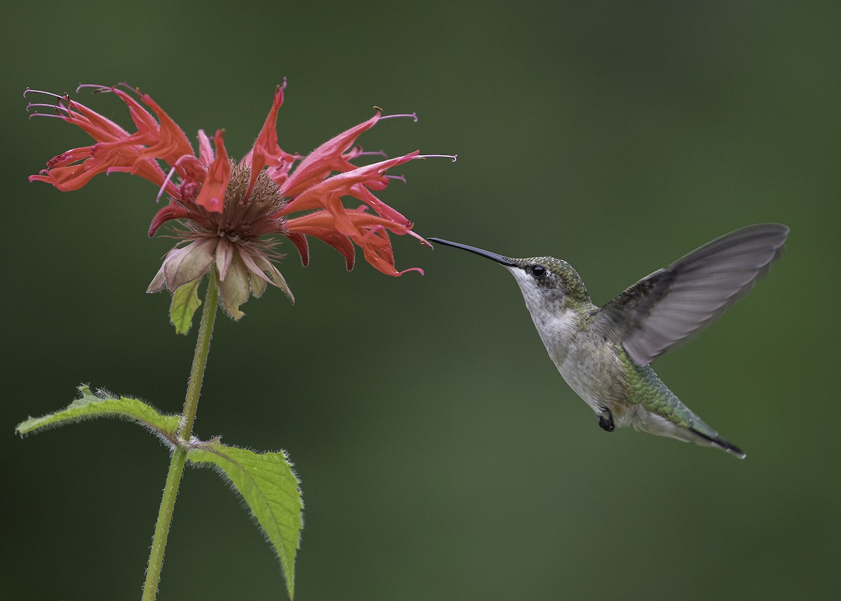 Ruby-throated Hummingbird - bellemare celine