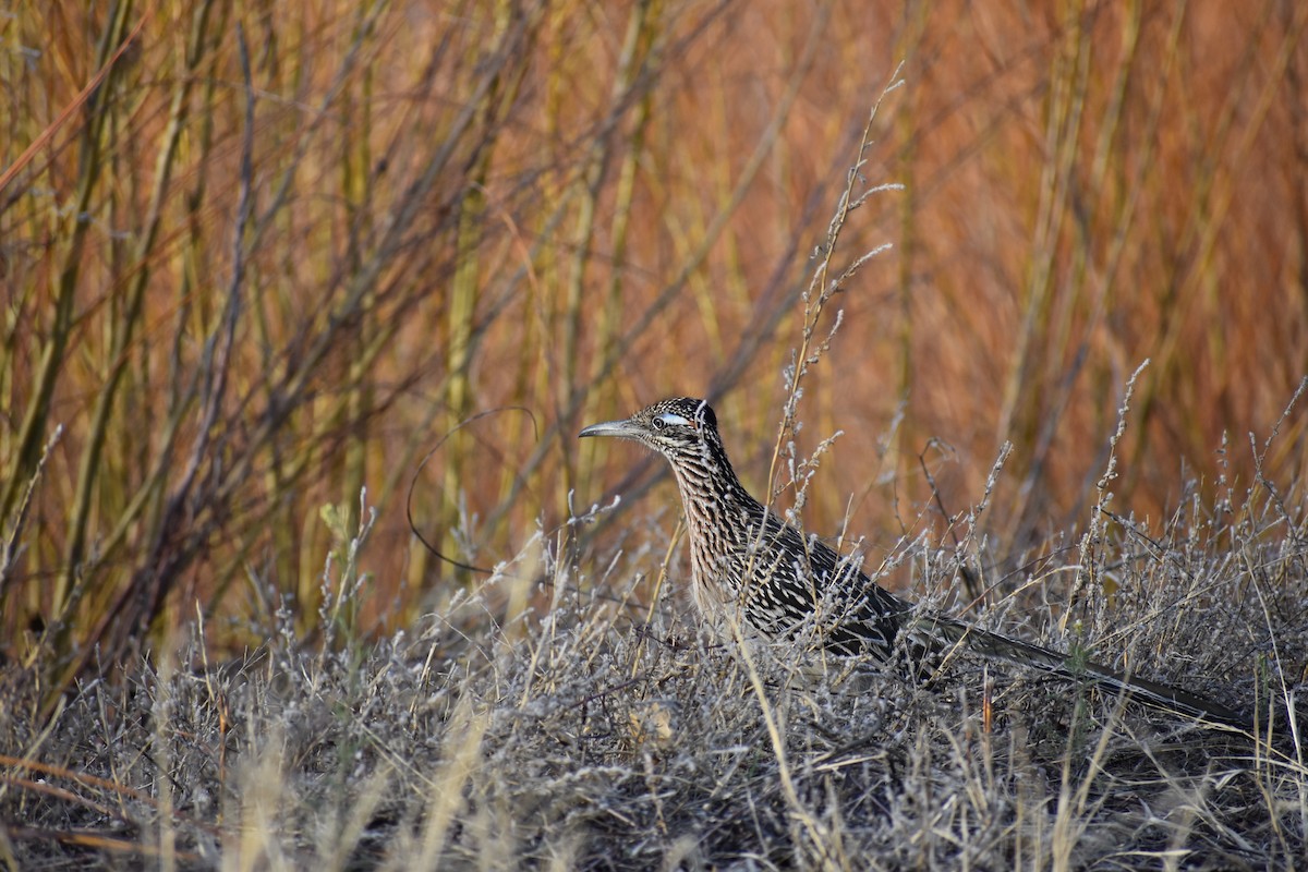 Greater Roadrunner - Sydney Gerig