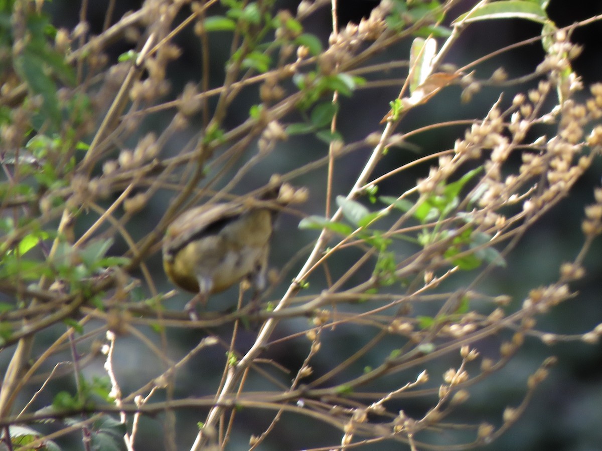 Gray-hooded Sierra Finch - ML173499931