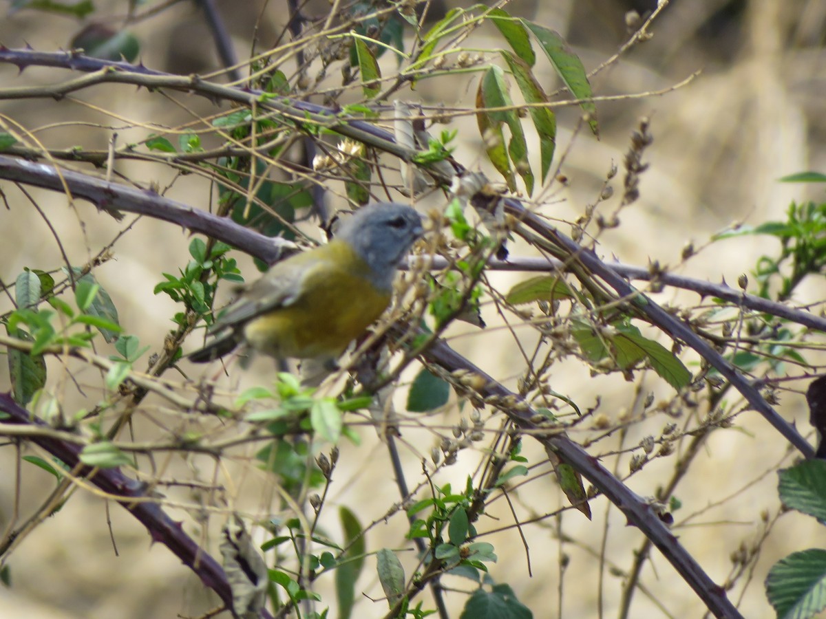 Gray-hooded Sierra Finch - ML173499941