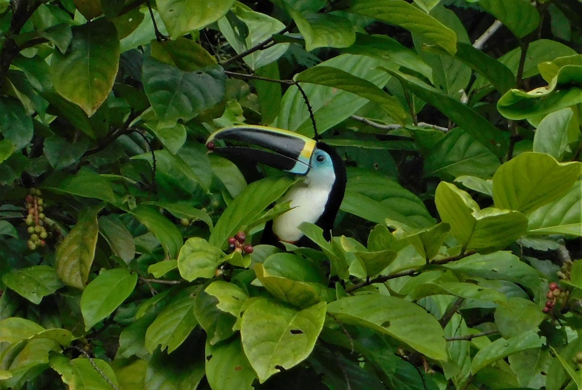 Channel-billed Toucan - Nicolás Bejarano