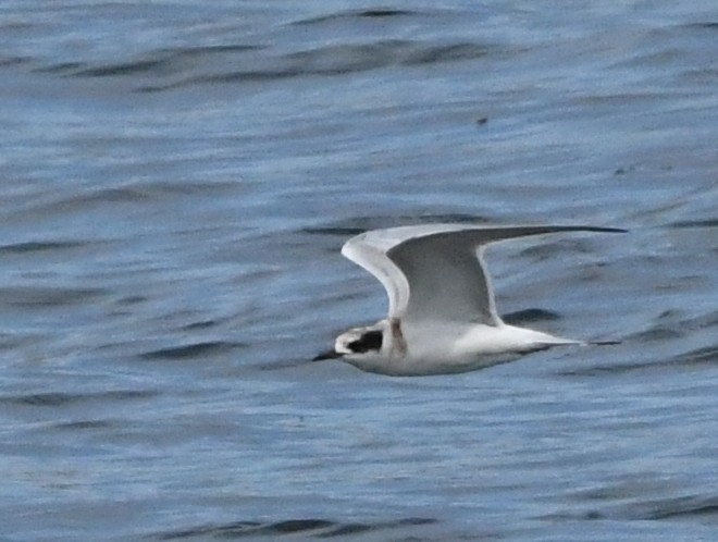 Forster's Tern - Mark  Ludwick