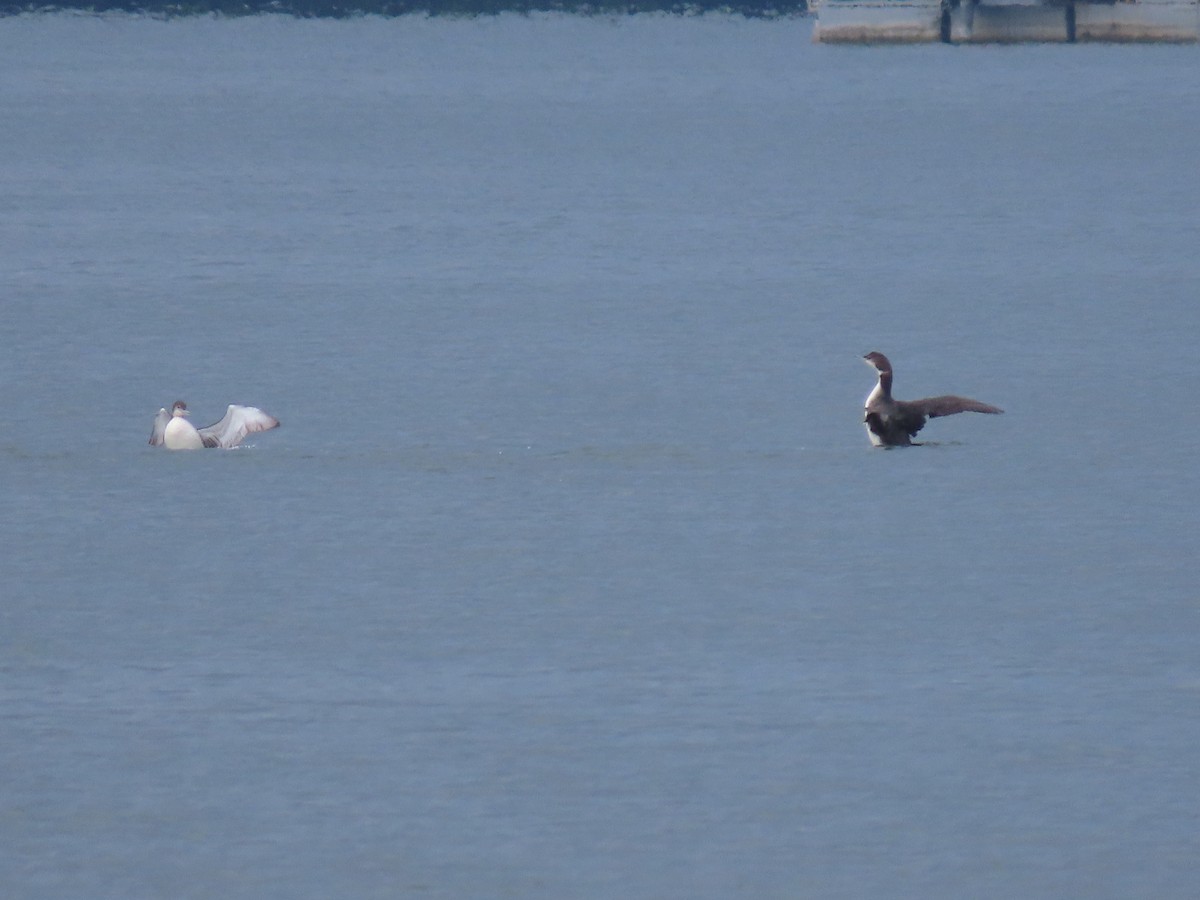 Common Loon - ML173503541