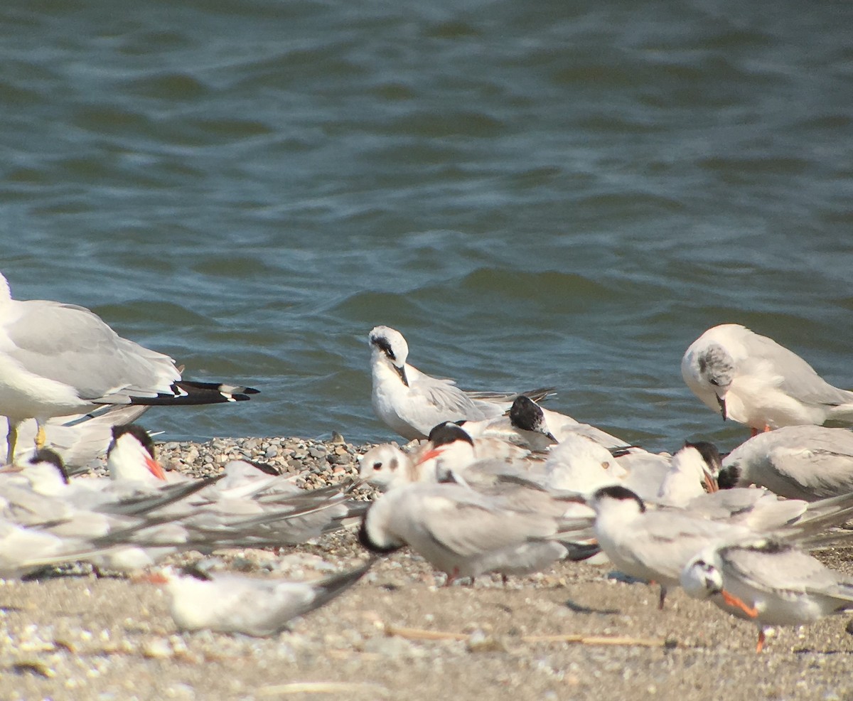 Forster's Tern - ML173505091