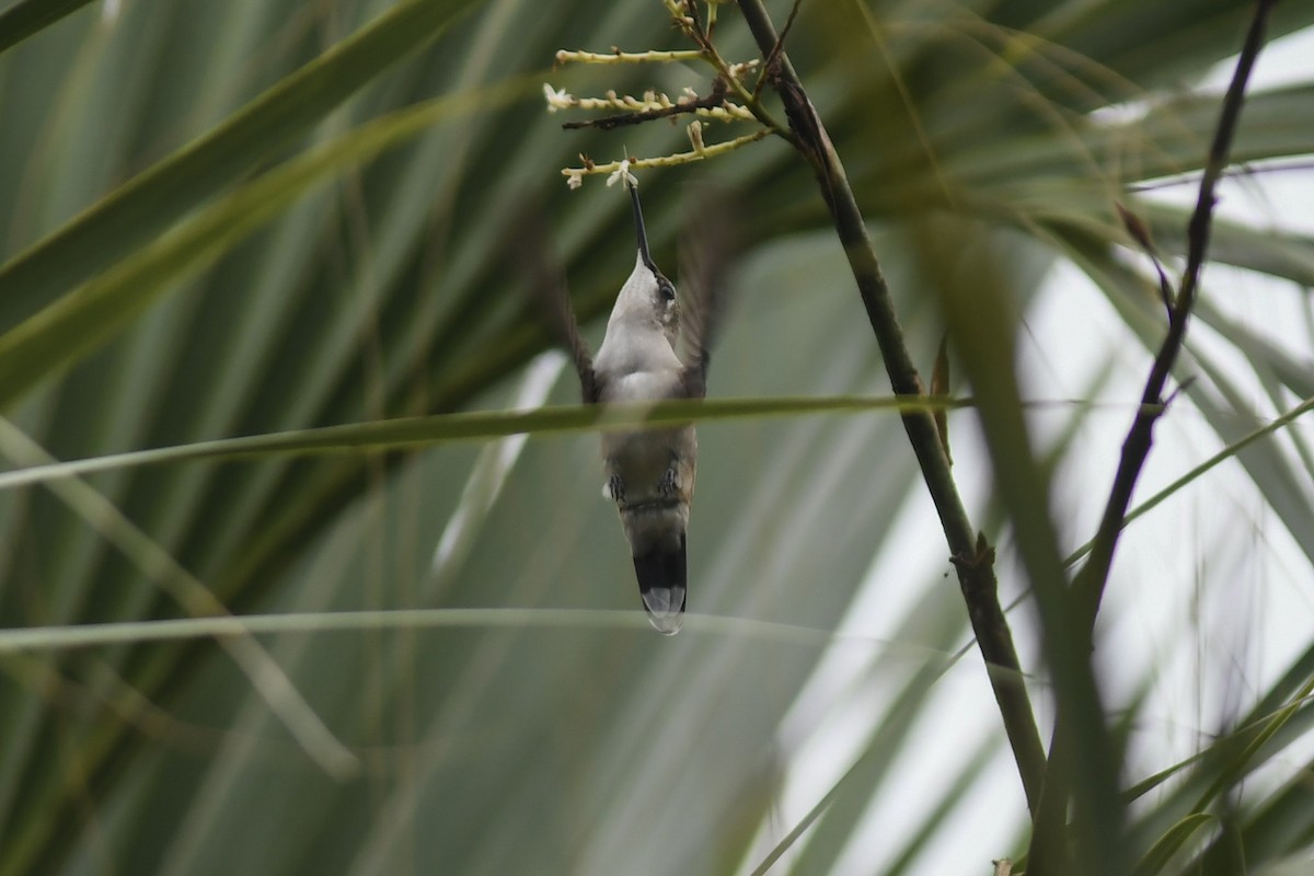 Ruby-throated Hummingbird - ML173505311