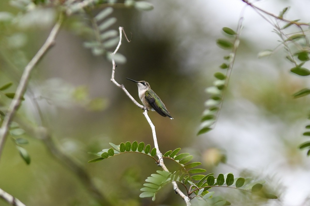 Ruby-throated Hummingbird - Mike Charest