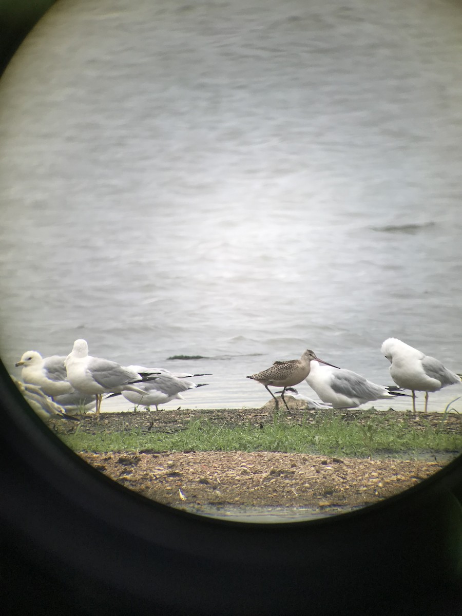 Marbled Godwit - ML173506611